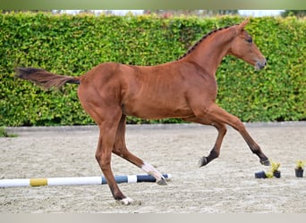 Belgiskt varmblod, Hingst, Föl (03/2024), Brun