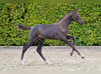 Belgiskt varmblod, Hingst, Föl (06/2024), Mörkbrun