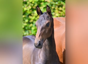 Belgiskt varmblod, Hingst, Föl (04/2024), Mörkbrun