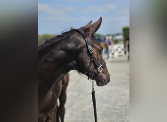 Belgiskt varmblod, Hingst, Föl (05/2024), Rökfärgad svart