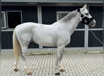 Belgisches Warmblut, Stute, 13 Jahre, 168 cm, Schimmel