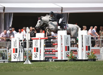 Belgisches Warmblut, Stute, 13 Jahre, 168 cm, Schimmel