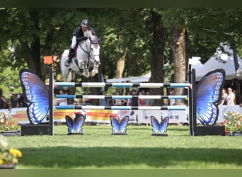 Belgisches Warmblut, Stute, 13 Jahre, 168 cm, Schimmel