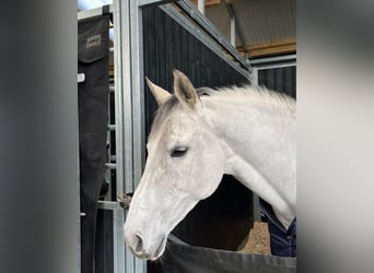 Belgisches Warmblut, Stute, 13 Jahre, 168 cm, Schimmel