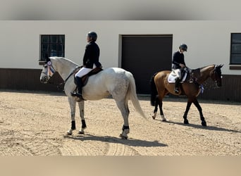 Belgisches Warmblut, Stute, 13 Jahre, 168 cm, Schimmel