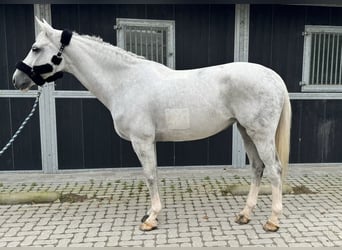 Belgisches Warmblut, Stute, 13 Jahre, 168 cm, Schimmel