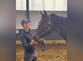 Belgiskt varmblod, Sto, 2 år, 170 cm, Grå
