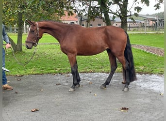 Belgisches Warmblut, Stute, 3 Jahre, 152 cm, Brauner