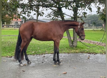 Belgisches Warmblut, Stute, 3 Jahre, 152 cm, Brauner