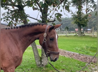 Belgisches Warmblut, Stute, 3 Jahre, 152 cm, Brauner