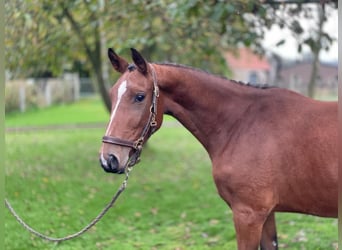 Belgisches Warmblut, Stute, 3 Jahre, 152 cm, Brauner