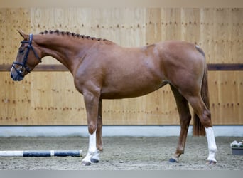 Belgisches Warmblut, Stute, 3 Jahre, 161 cm, Fuchs