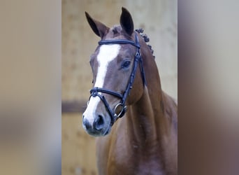 Belgisches Warmblut, Stute, 3 Jahre, 161 cm, Fuchs