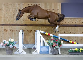 Belgisches Warmblut, Stute, 3 Jahre, 161 cm, Fuchs