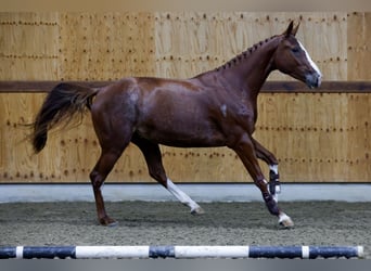 Belgisches Warmblut, Stute, 3 Jahre, 163 cm, Dunkelfuchs