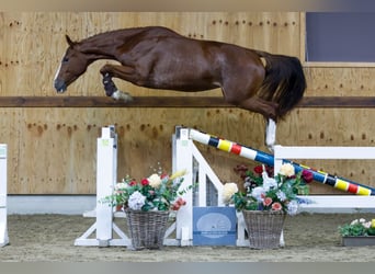 Belgisches Warmblut, Stute, 3 Jahre, 163 cm, Dunkelfuchs