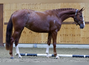 Belgisches Warmblut, Stute, 3 Jahre, 163 cm, Dunkelfuchs