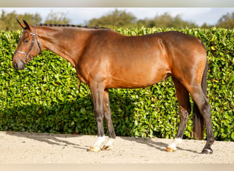 Belgisches Warmblut, Stute, 5 Jahre, 172 cm, Rotbrauner