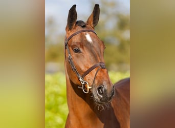 Belgisches Warmblut, Stute, 5 Jahre, 172 cm, Rotbrauner