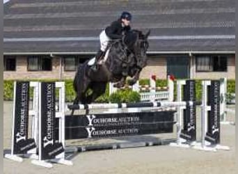 Belgisches Warmblut, Stute, 6 Jahre, 173 cm, Schwarzbrauner