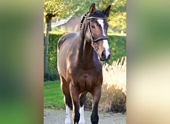 Belgisches Warmblut, Stute, 7 Jahre, 161 cm, Dunkelbrauner