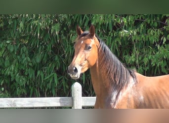 Belgisches Warmblut, Stute, 8 Jahre, 162 cm, Brauner