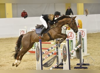 Belgiskt varmblod, Sto, 8 år, 172 cm, Fux