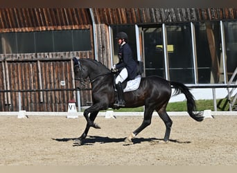 Belgisches Warmblut, Wallach, 12 Jahre, 176 cm, Schwarzbrauner