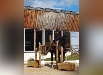 Belgisches Warmblut, Wallach, 12 Jahre, 176 cm, Schwarzbrauner