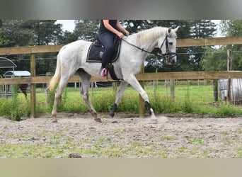 Belgiskt varmblod, Valack, 21 år, 168 cm, Grå