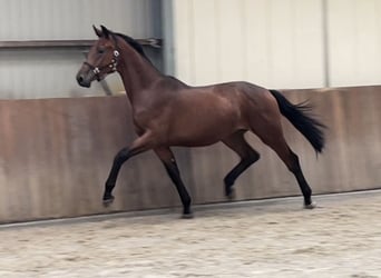 Belgiskt varmblod, Valack, 2 år, 166 cm, Brun