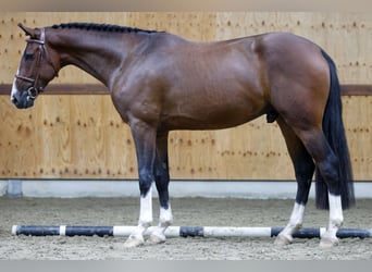 Belgisches Warmblut, Wallach, 2 Jahre, 166 cm, Rotbrauner