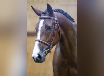 Belgisches Warmblut, Wallach, 2 Jahre, 166 cm, Rotbrauner