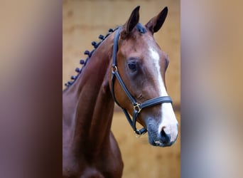 Belgisches Warmblut, Wallach, 3 Jahre, 164 cm, Rotbrauner