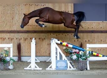 Belgisches Warmblut, Wallach, 3 Jahre, 164 cm, Rotbrauner