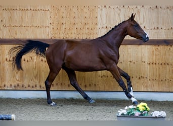 Belgisches Warmblut, Wallach, 3 Jahre, 164 cm, Rotbrauner