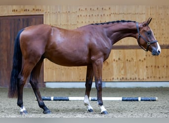 Belgisches Warmblut, Wallach, 3 Jahre, 164 cm, Rotbrauner