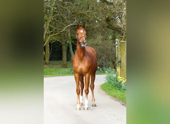 Belgisches Warmblut, Wallach, 3 Jahre, 165 cm, Dunkelfuchs