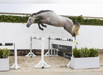 Belgisches Warmblut, Wallach, 3 Jahre, 165 cm, Schimmel