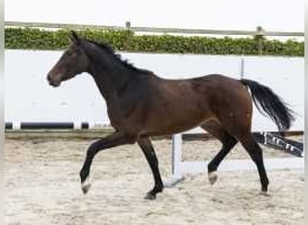 Belgisches Warmblut, Wallach, 3 Jahre, 165 cm, Dunkelbrauner