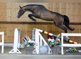 Belgisches Warmblut, Wallach, 3 Jahre, 167 cm, Rotbrauner