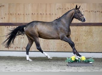 Belgisches Warmblut, Wallach, 3 Jahre, 167 cm, Rotbrauner