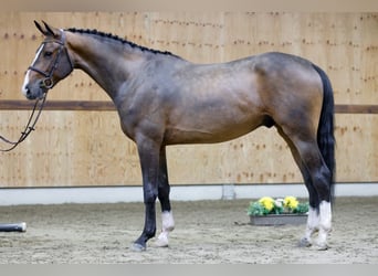 Belgisches Warmblut, Wallach, 3 Jahre, 167 cm, Rotbrauner