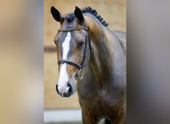 Belgisches Warmblut, Wallach, 3 Jahre, 167 cm, Rotbrauner