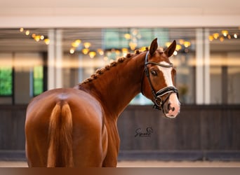 Belgisches Warmblut, Wallach, 3 Jahre, 167 cm, Dunkelfuchs