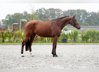 Belgisches Warmblut, Wallach, 4 Jahre, 162 cm, Brauner