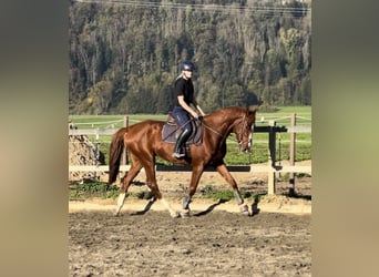 Belgisches Warmblut, Wallach, 4 Jahre, 165 cm, Fuchs