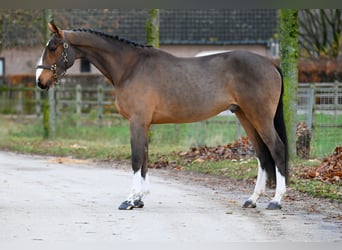 Belgiskt varmblod, Valack, 4 år, Brun