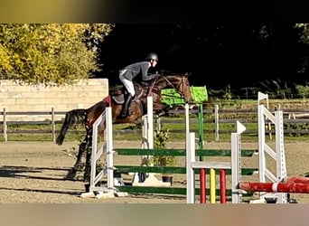 Belgiskt varmblod, Valack, 5 år, 168 cm, Mörkbrun