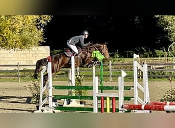 Belgiskt varmblod, Valack, 5 år, 168 cm, Mörkbrun